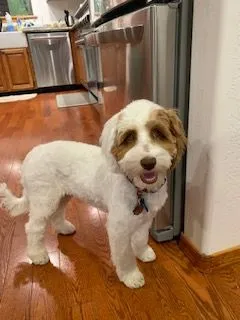 A Labradoodle named Aspen Joy after a fresh haircut, looking confident and full of life.