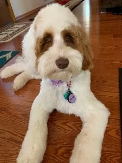 A Labradoodle named Aspen Joy at almost 6 months old, showing confidence in her training.