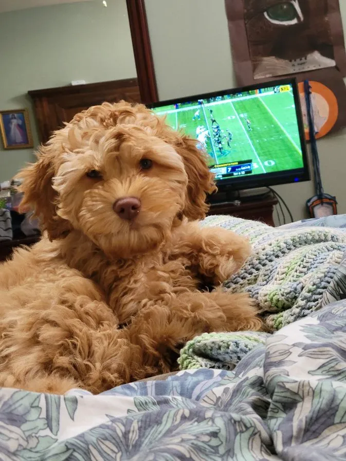 A Labradoodle named Bailey comfortably curled up in a dog bed, showing his relaxed "mama's boy" demeanor.