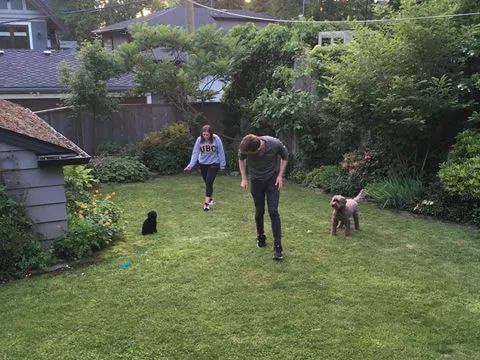 A Labradoodle named Bertie getting used to her new home with Charlie.