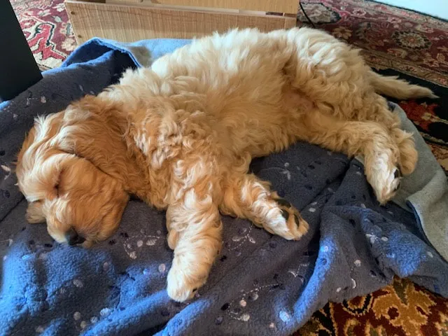 A Labradoodle named Bilbo Baker at the beach celebrating his owner's birthday.