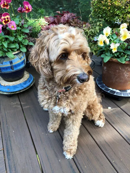 A Labradoodle named Bindi, 3 years old, the "delight of our lives."