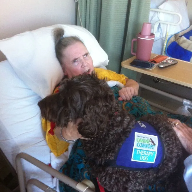 A Labradoodle named Buster in a "working" pose, looking attentive.