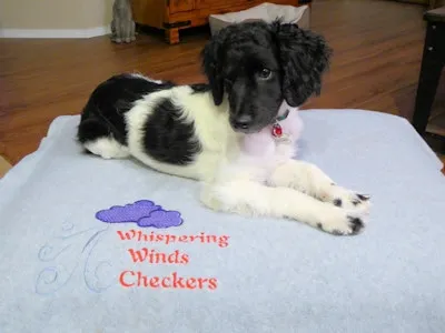 A Labradoodle named Checkers, awesome and well-behaved, enjoying travel.