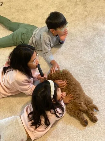 A Labradoodle named Chewie comfortably settled at home, showing his calm disposition.