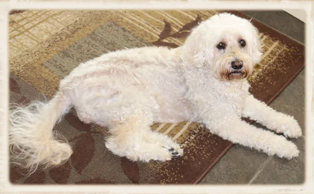 A Labradoodle named Chloe, 15 years old, celebrating her birthday.