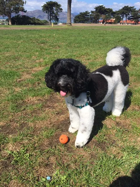 A Labradoodle named Cosmo, intuitive, fun, smart, and easy-going.