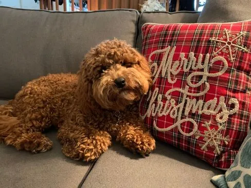 A Labradoodle named Dutch, an affectionate and smart pup, enjoying the holidays.