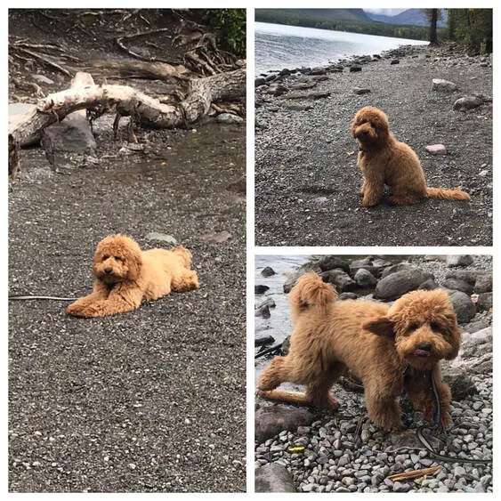 A Labradoodle named Finnegan, 6 months old, enjoying life on the shores of Lake McDonald.