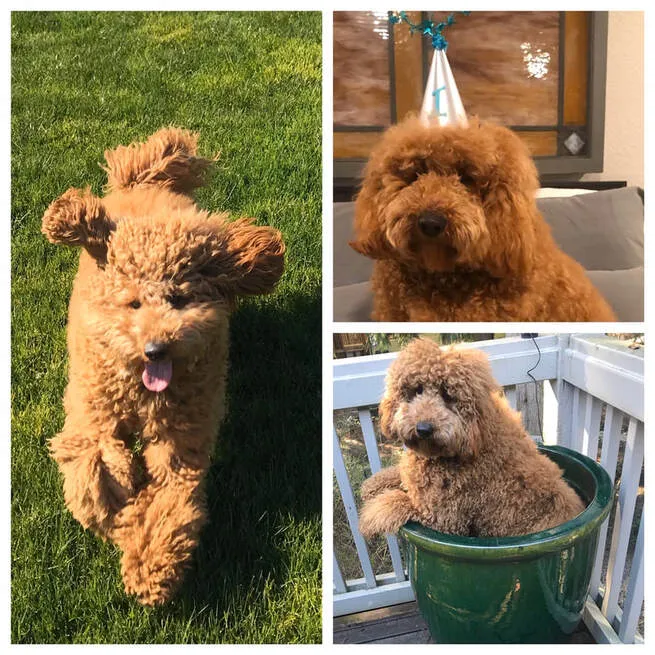 A Labradoodle named Finnegan celebrating his first birthday, a sweet and eager learner.