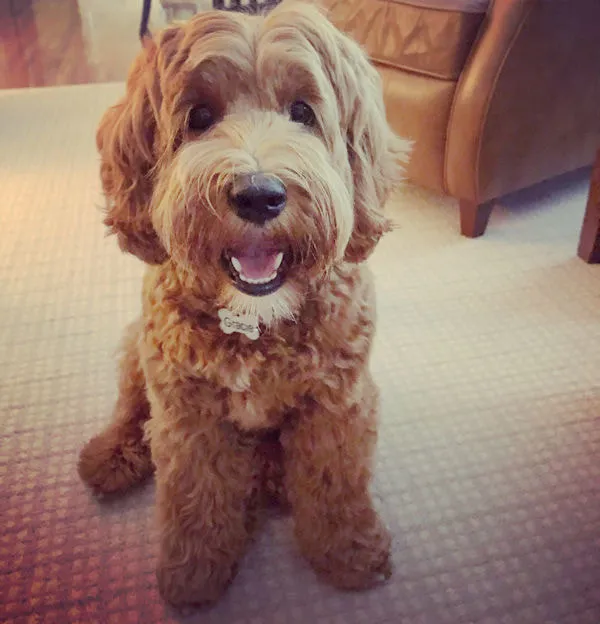 A Labradoodle named Gracie after being groomed, showcasing her clear eyes.