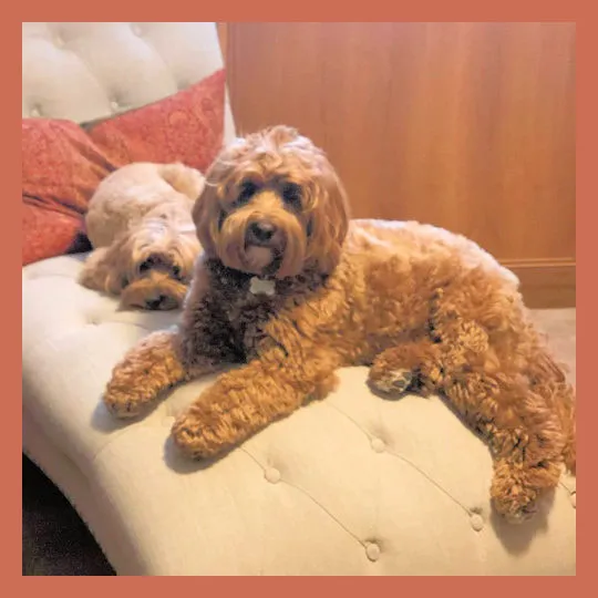 A Labradoodle named Gracie, described as sweet, gentle, and playful.