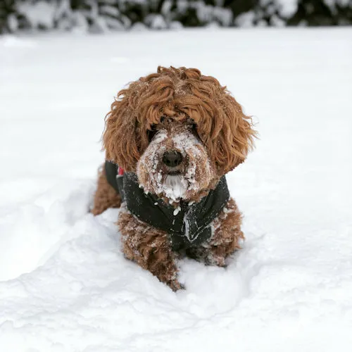 A Labradoodle named Gracie posing in the snow in Seattle.