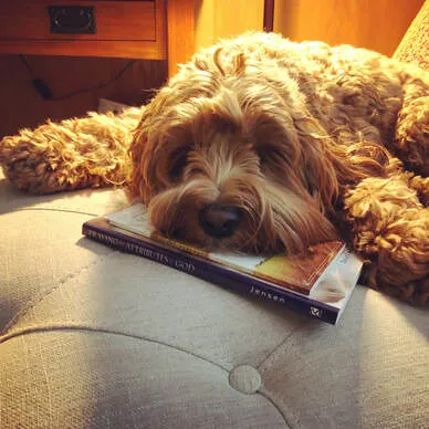A Labradoodle named Gracie posing with a "What a great way to start my day!" message.