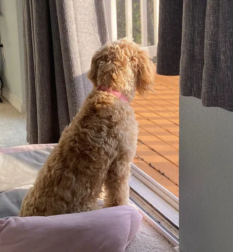 A Labradoodle named Josie Burns checking out the view, looking inquisitive.