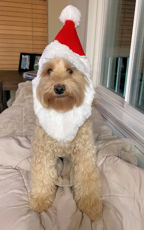 A Labradoodle named Josie celebrating Christmas, looking festive.