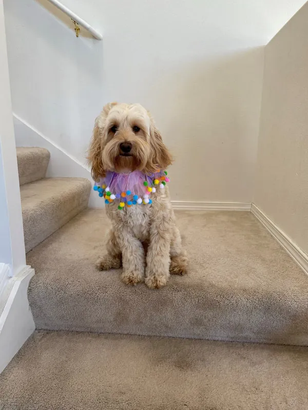 A Labradoodle named Josie celebrating her 1st birthday.
