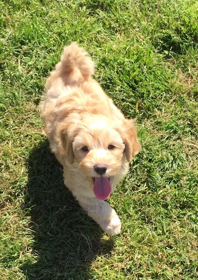 A Labradoodle named Josie going home, loved by her new neighbors.