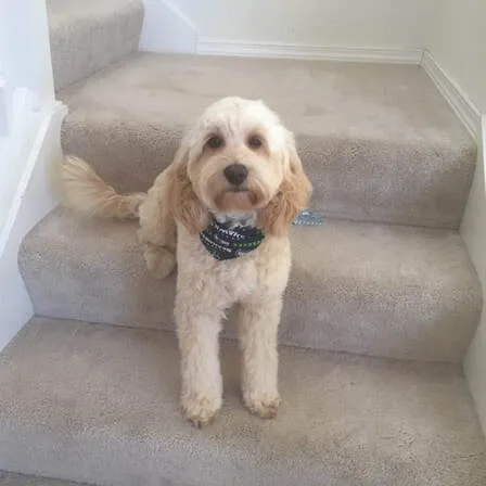 A Labradoodle named Josie on grooming day, looking cute.