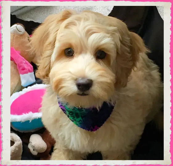A Labradoodle named Josie on grooming day, looking fresh and neat.