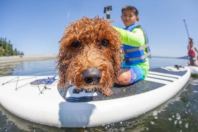 A Labradoodle named Kona enjoying a paddleboard ride on the water.