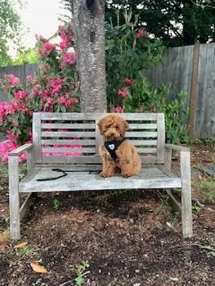 A Labradoodle named Kona joyfully ringing a bell to go outside, showcasing her intelligence.