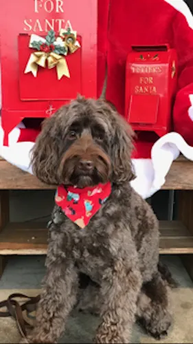 A Labradoodle named Kona Taggert celebrating Merry Christmas with her family.