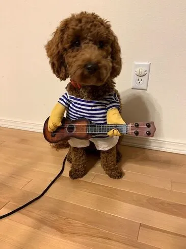 A Labradoodle named Kona Wilson dressed in a Halloween costume, being a good sport.