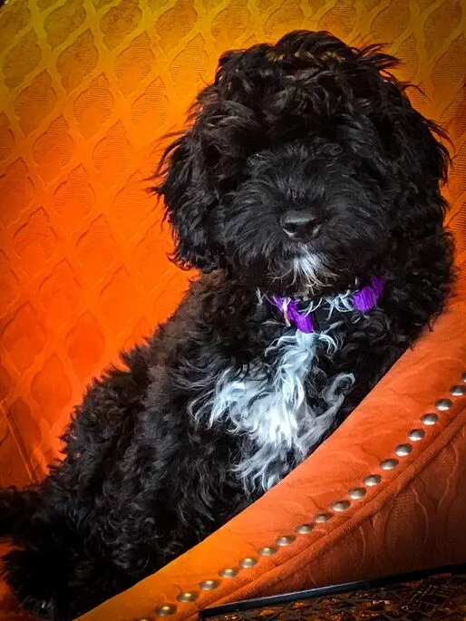 A Labradoodle named Maddie at 4 months old, happily chasing a ball outdoors.