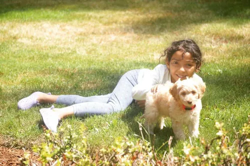 A Labradoodle named Miah (Blossom) as a puppy, later described as the perfect family addition.