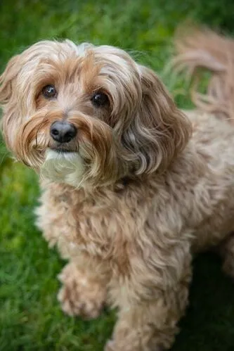 A Labradoodle named Moon, age 7, posing for a sweet photo outdoors.