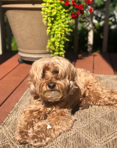 A Labradoodle named Moon Pie, a "sun lover," relaxing happily.