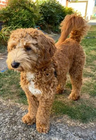 A Labradoodle named Ozzie, 7.5 months old, showing his extroverted, easy-going nature.