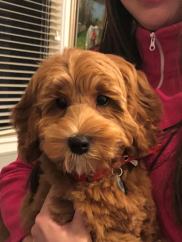 A Labradoodle named Ozzie, loved deeply by his family.