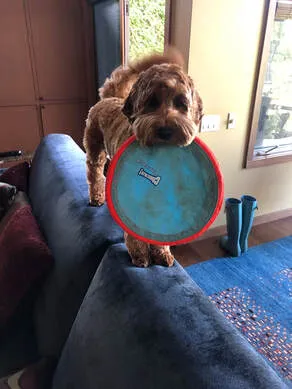 A Labradoodle named Ozzie, the "light of our family," showing his happy demeanor.
