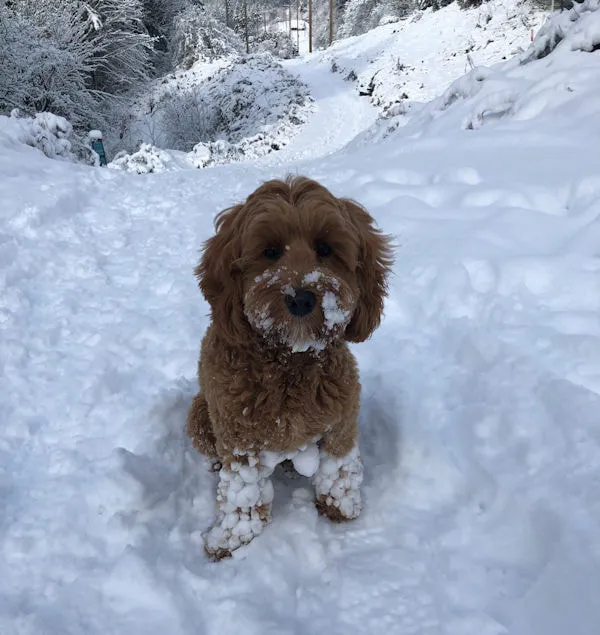 A Labradoodle named Ozzie, the "snow bunny", hopping through drifts in the snow.