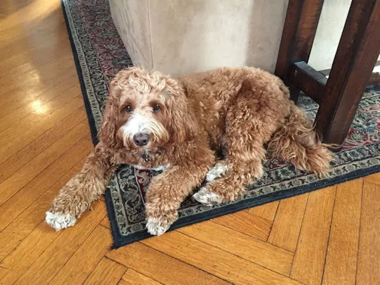 A Labradoodle named Ozzy, looking awesome, praised for his cuteness and friendliness.