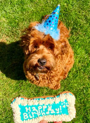 A Labradoodle named Rufus celebrating his first birthday with a special cake.