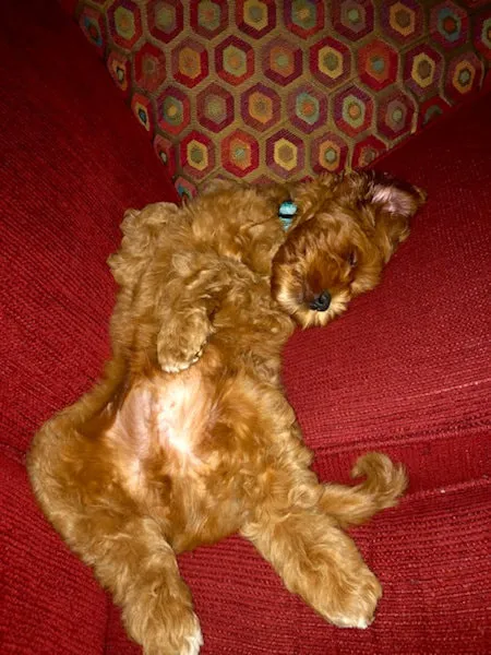 A Labradoodle named Rufus, happily tucked in on a couch, showing he's "right at home!".