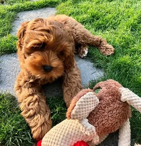 A Labradoodle named Rufus, learning quickly and adjusting beautifully to his new life.