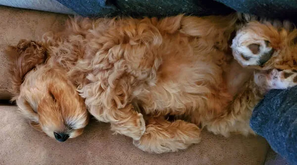 A Labradoodle named Sarah growing like a weed, learning potty training and enjoying playtime.