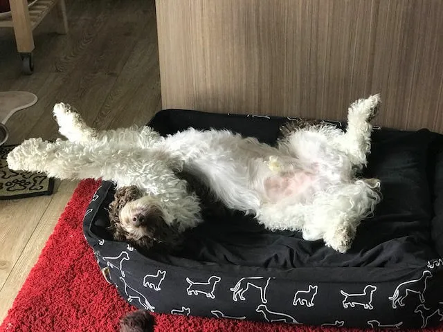 A Labradoodle named Sherman on his back, showcasing his playful nature.