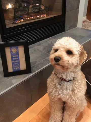 A Labradoodle named Sydney after passing her Canine Good Citizen test, showcasing her intelligence.