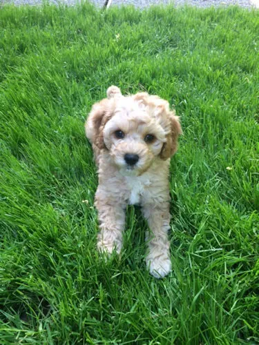 A Labradoodle named Sydney doing great in her new home, easy-going and fun.