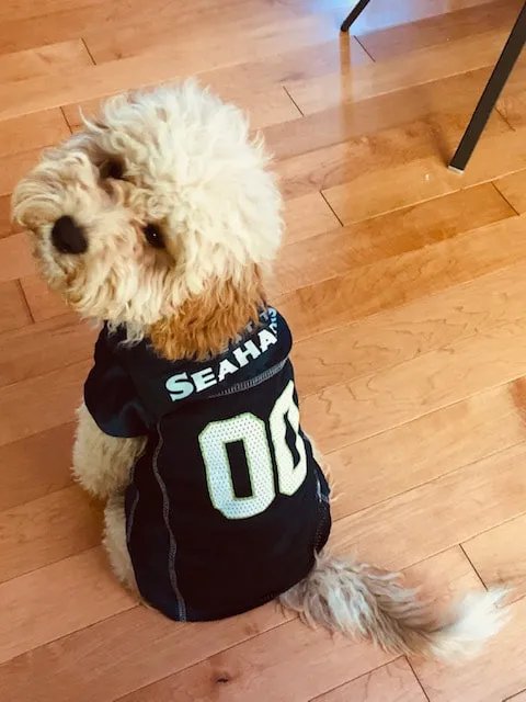 A Labradoodle named Sydney dressed in a Seattle Seahawks jersey, celebrating a win.