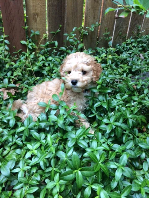 A Labradoodle named Sydney, growing and learning, running in the backyard.