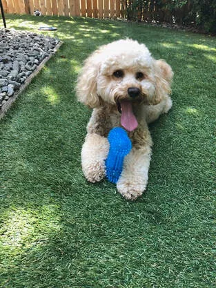 A Labradoodle named Sydney looking happy and joyful at Marymoor dog park.
