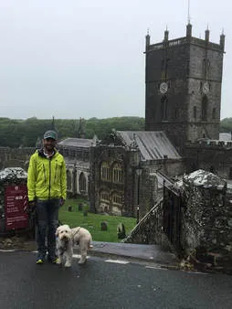 A Labradoodle named Tazzle on the beach in Wales, UK, on a travel adventure.
