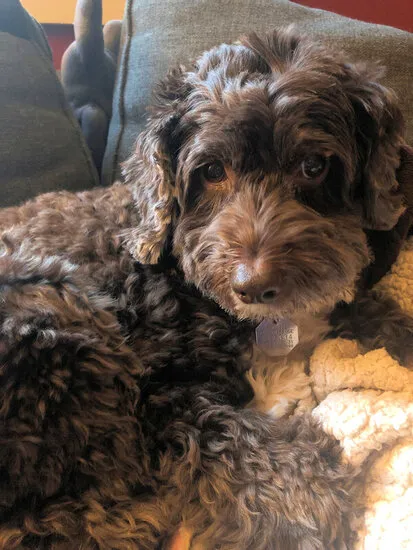 A Labradoodle named Tilly at 9 years old, a sweet and dearly loved companion.