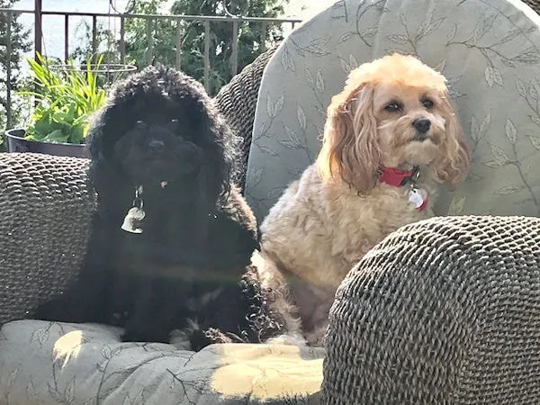 A Labradoodle named Xiva, grown up, happy, and much loved by the Roarks.